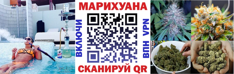 Конопля сатива  Карачаевск 